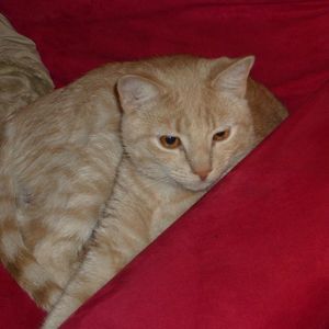 Meet your Posher, Vinny